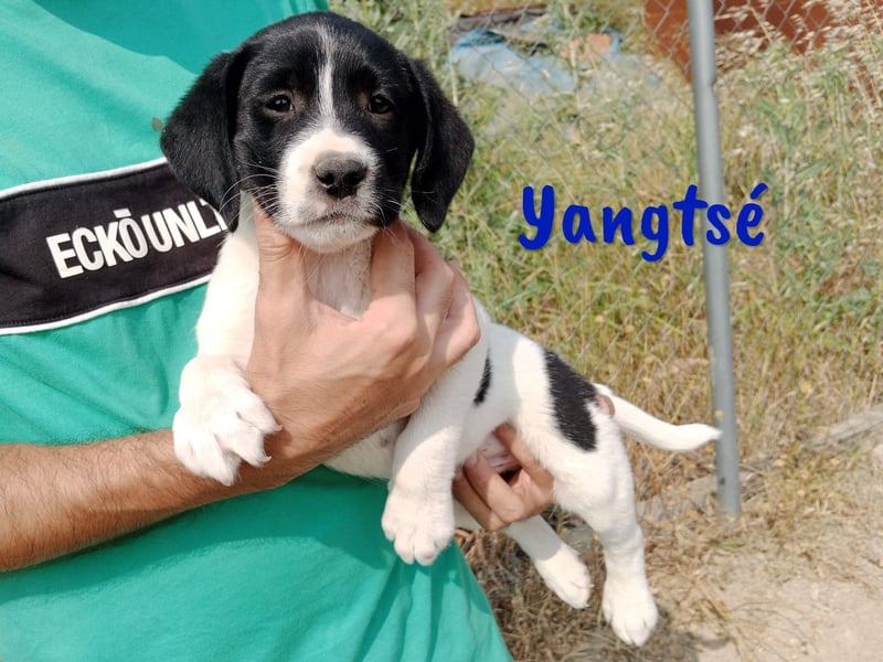 Yangtsé geb. 03/2025 (ESP) - freundlicher Labrador-Mix Welpe!