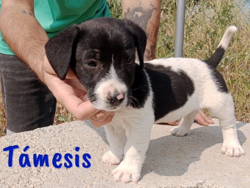 Támesis  geb. 03/2025 (ESP) - aufgeweckter Labrador-Mix Welpe!