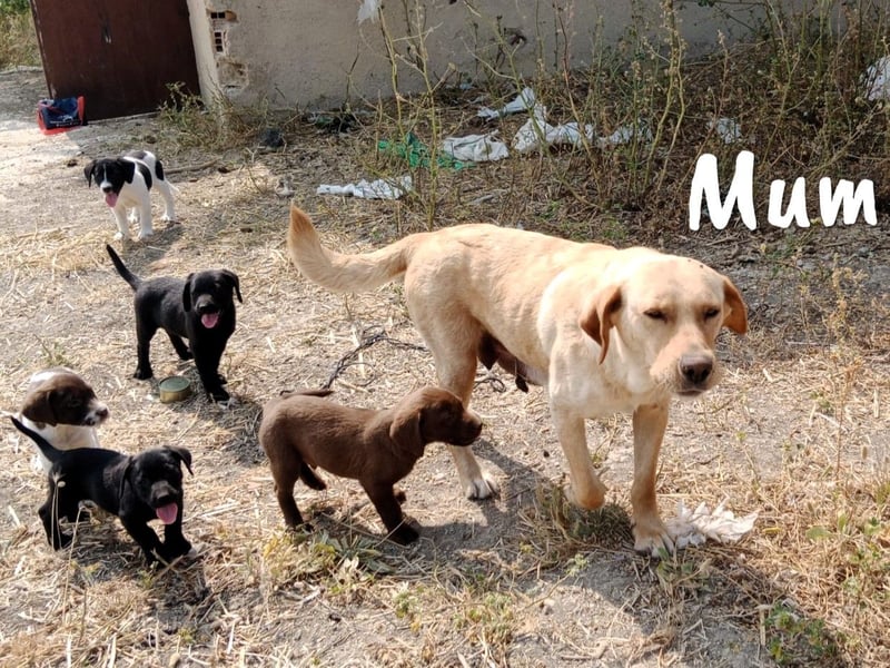 Yangtsé geb. 03/2025 (ESP) - freundlicher Labrador-Mix Welpe!