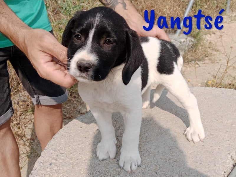 Yangtsé geb. 03/2025 (ESP) - freundlicher Labrador-Mix Welpe!