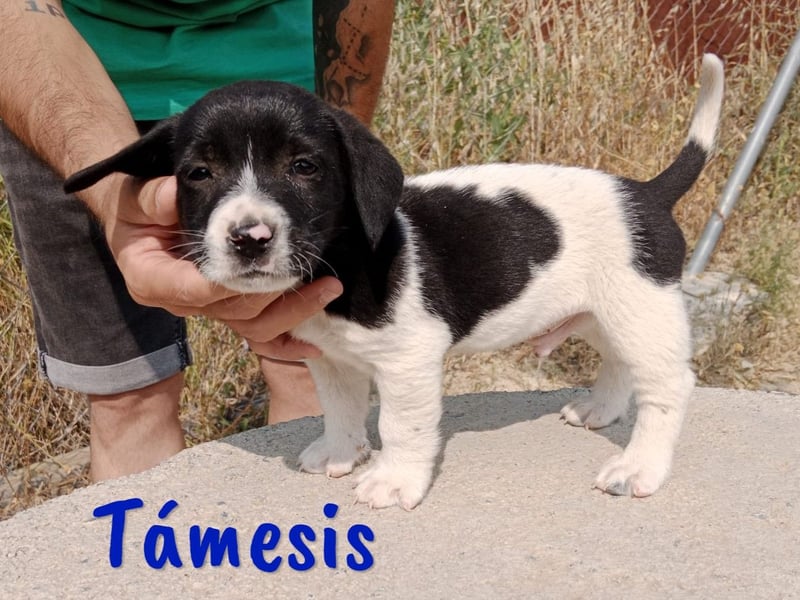 Támesis  geb. 03/2025 (ESP) - aufgeweckter Labrador-Mix Welpe!