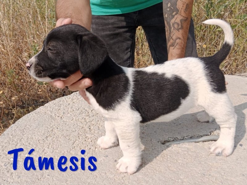 Támesis  geb. 03/2025 (ESP) - aufgeweckter Labrador-Mix Welpe!