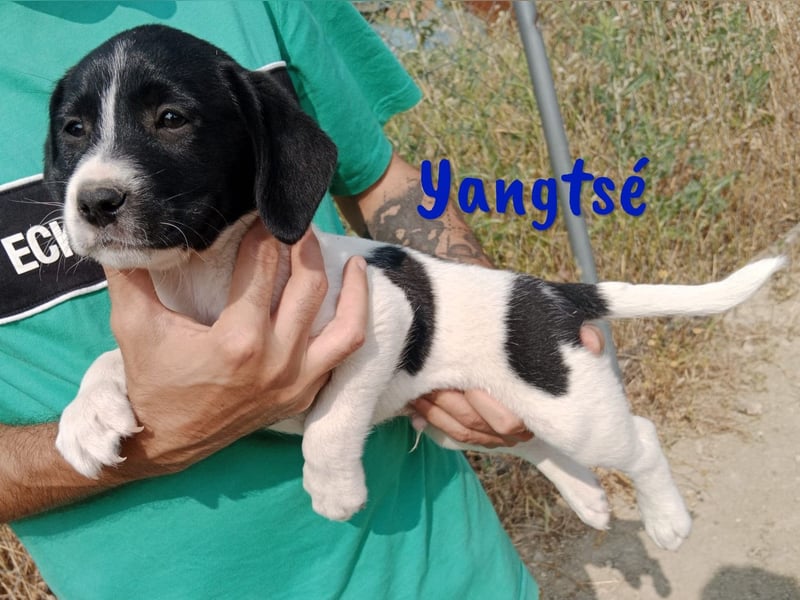 Yangtsé geb. 03/2025 (ESP) - freundlicher Labrador-Mix Welpe!
