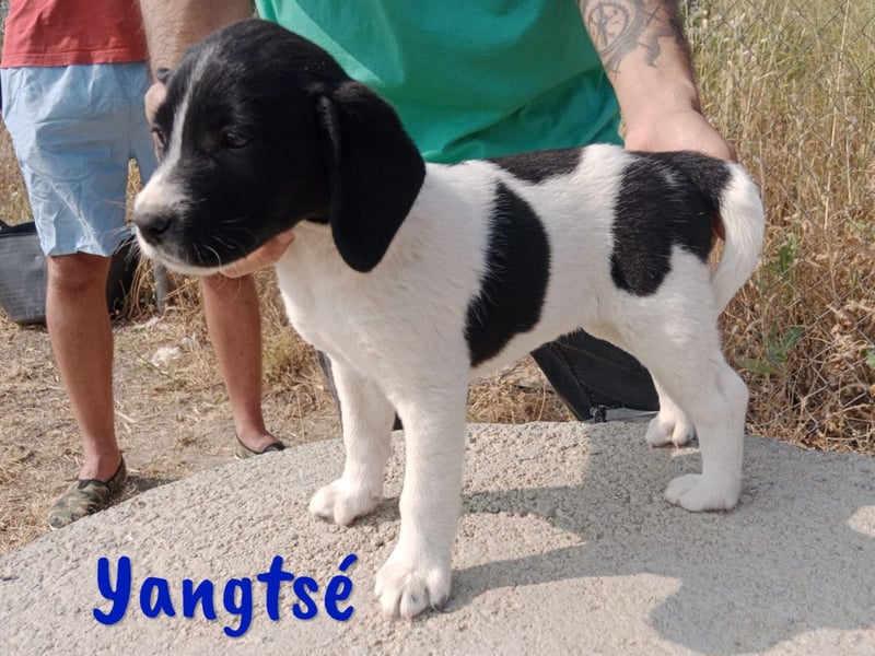 Yangtsé geb. 03/2025 (ESP) - freundlicher Labrador-Mix Welpe!