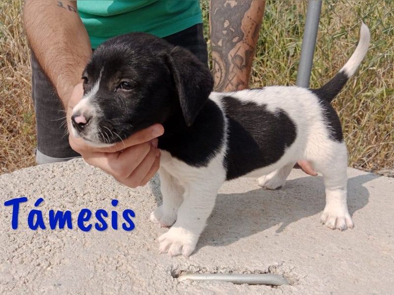 Támesis  geb. 03/2025 (ESP) - aufgeweckter Labrador-Mix Welpe!