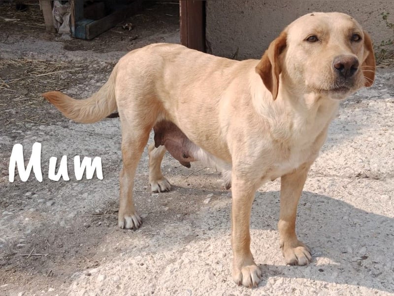 Yangtsé geb. 03/2025 (ESP) - freundlicher Labrador-Mix Welpe!