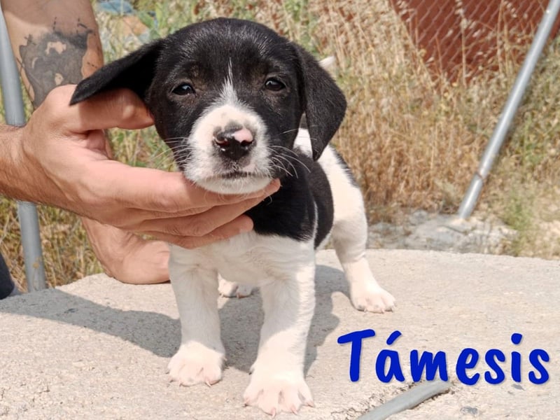 Támesis  geb. 03/2025 (ESP) - aufgeweckter Labrador-Mix Welpe!