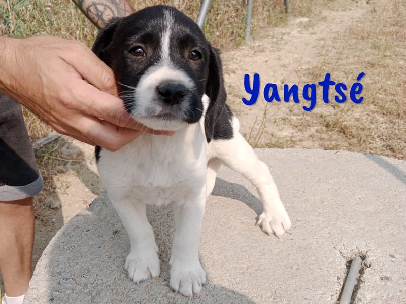 Yangtsé geb. 03/2025 (ESP) - freundlicher Labrador-Mix Welpe!