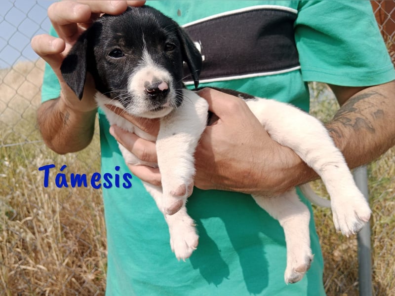 Támesis  geb. 03/2025 (ESP) - aufgeweckter Labrador-Mix Welpe!