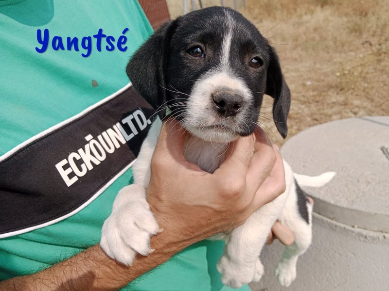 Yangtsé geb. 03/2025 (ESP) - freundlicher Labrador-Mix Welpe!