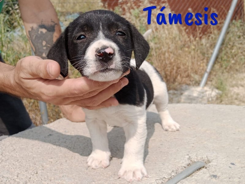 Támesis  geb. 03/2025 (ESP) - aufgeweckter Labrador-Mix Welpe!