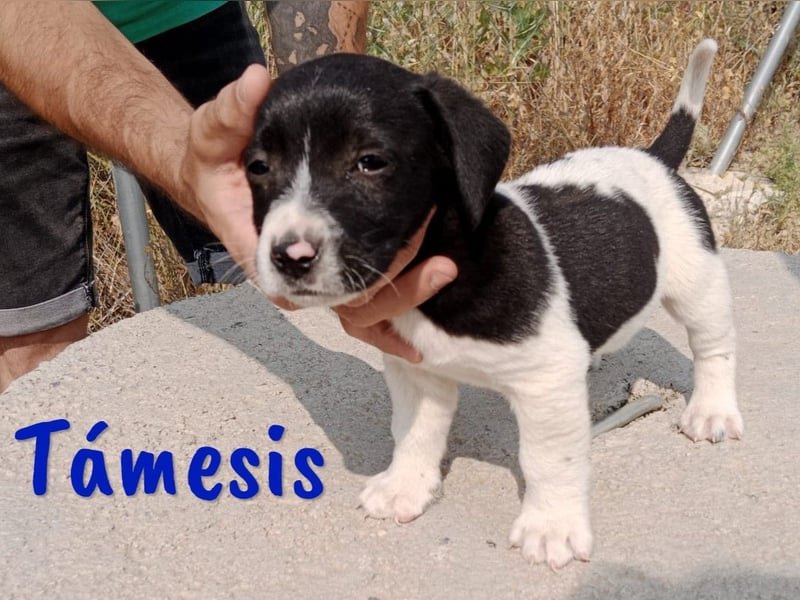 Támesis  geb. 03/2025 (ESP) - aufgeweckter Labrador-Mix Welpe!