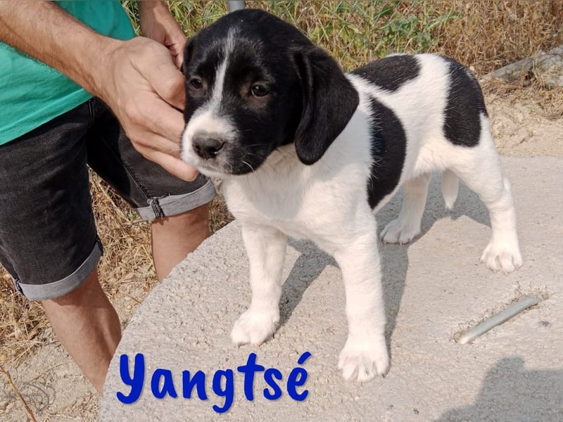 Yangtsé geb. 03/2025 (ESP) - freundlicher Labrador-Mix Welpe!