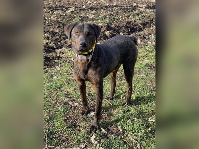 Matty, schwarze Perle sucht ländliches Zuhause