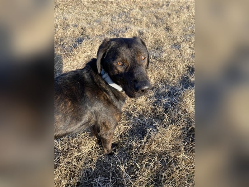 Matty, schwarze Perle sucht ländliches Zuhause