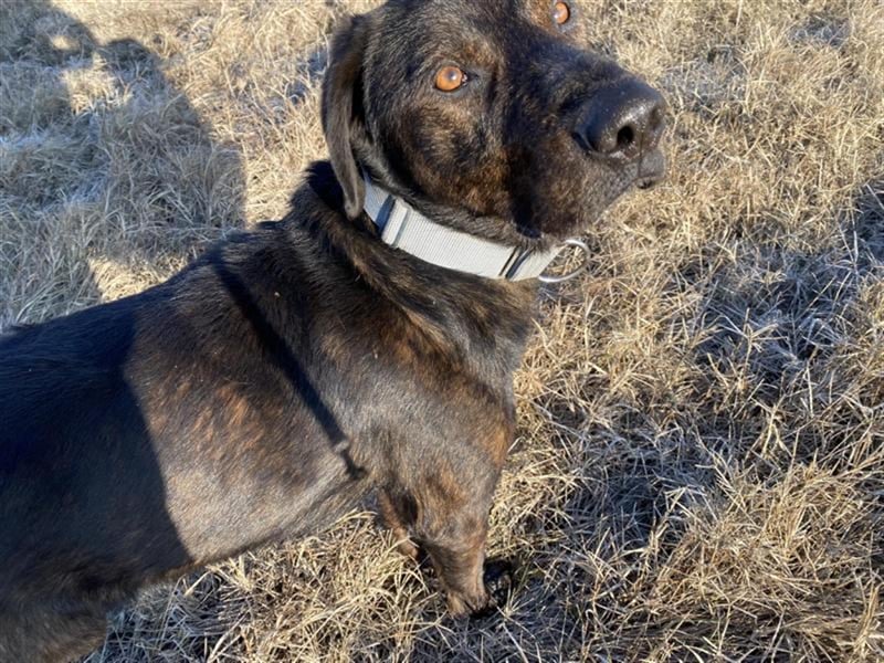 Matty, schwarze Perle sucht ländliches Zuhause
