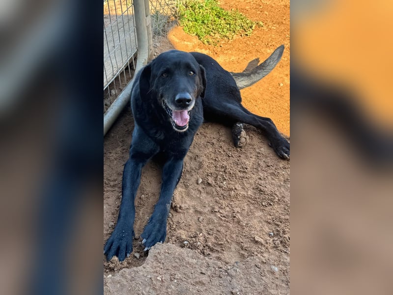 unproblematischer, feiner Hundkerle