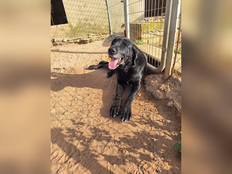 unproblematischer, feiner Hundkerle