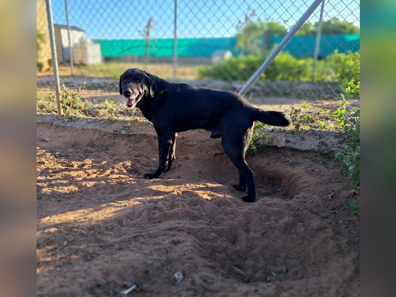 unproblematischer, feiner Hundkerle