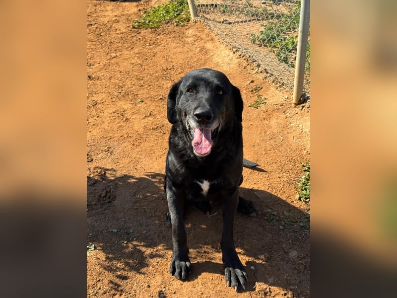 unproblematischer, feiner Hundkerle