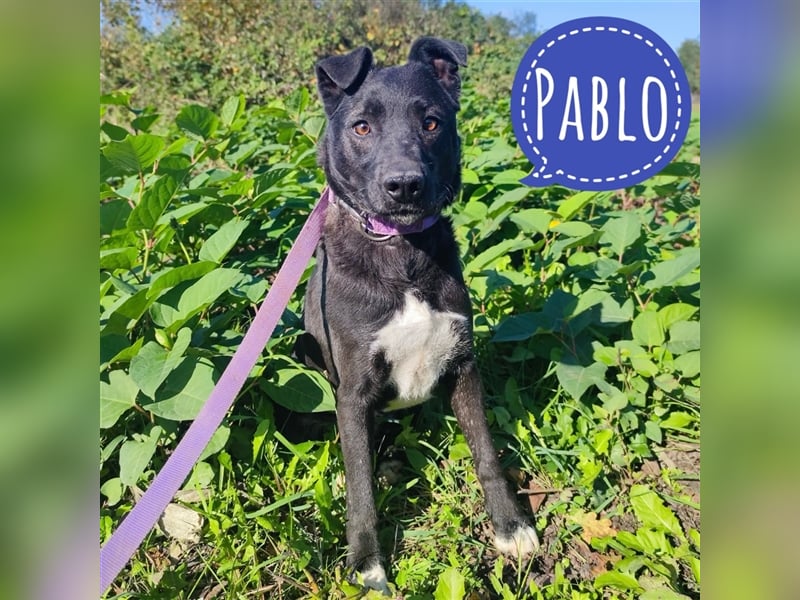 Pablo - eine Seele vom Hund