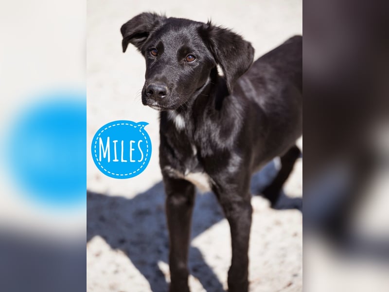 Miles ein wundervoller Rüde