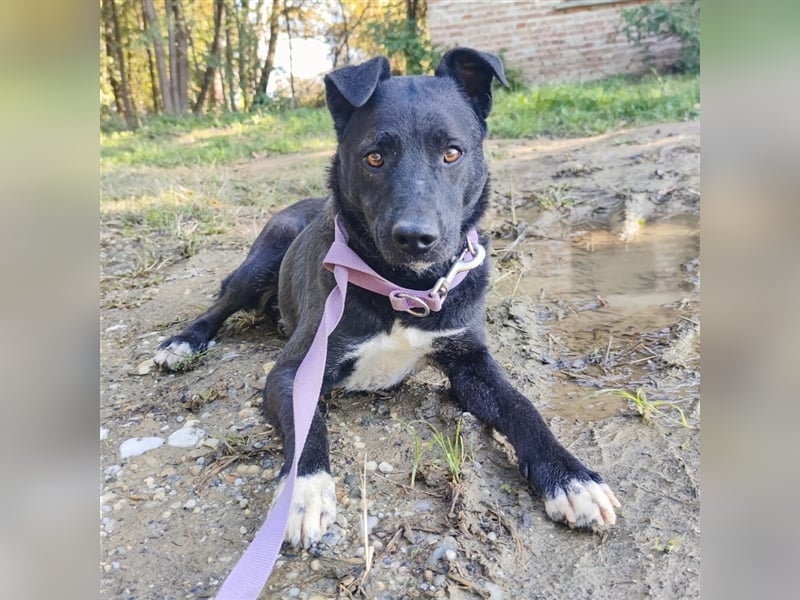Pablo - eine Seele vom Hund