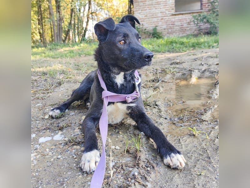 Pablo - eine Seele vom Hund