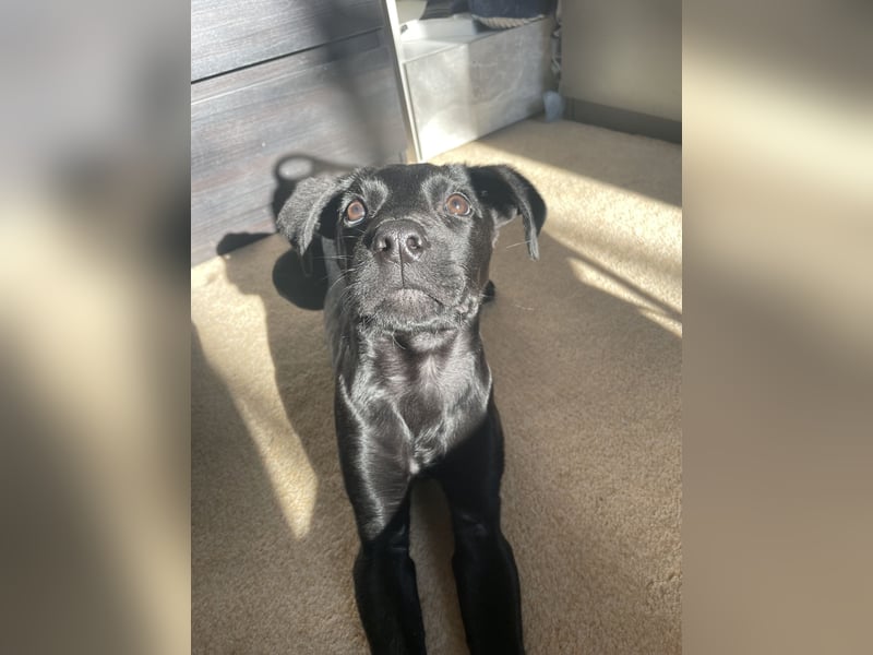 Labrador Mali Mix