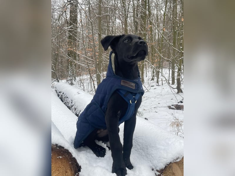 Labrador Mali Mix