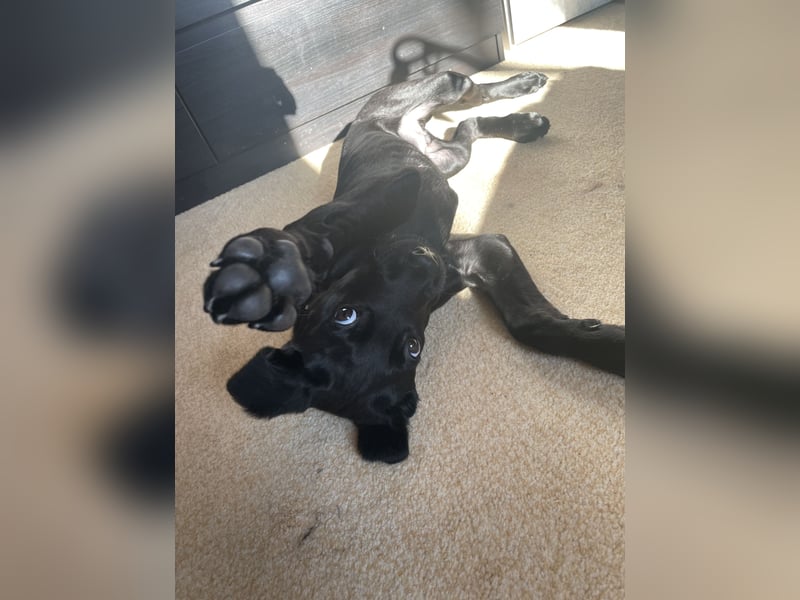 Labrador Mali Mix
