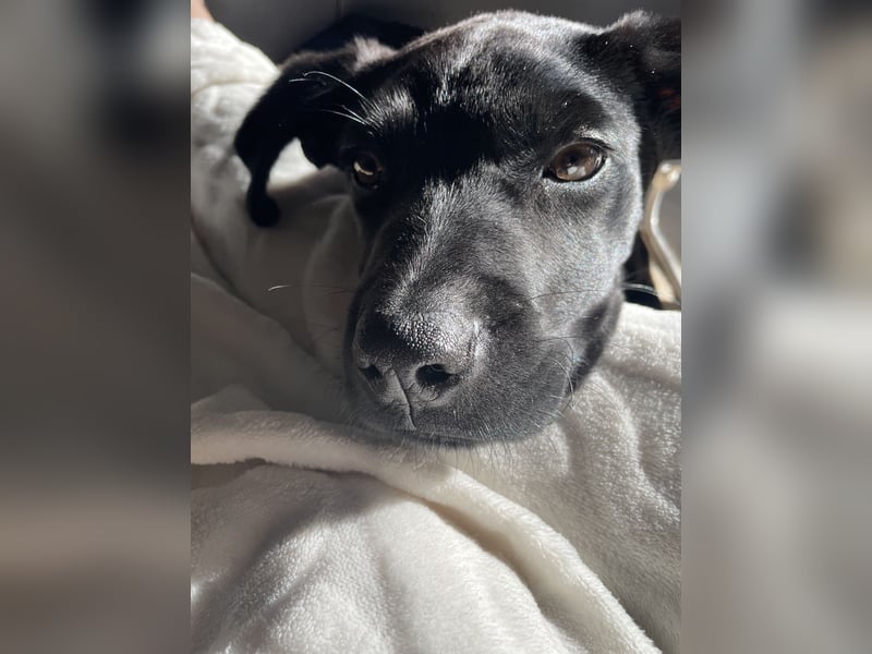 Labrador Mali Mix