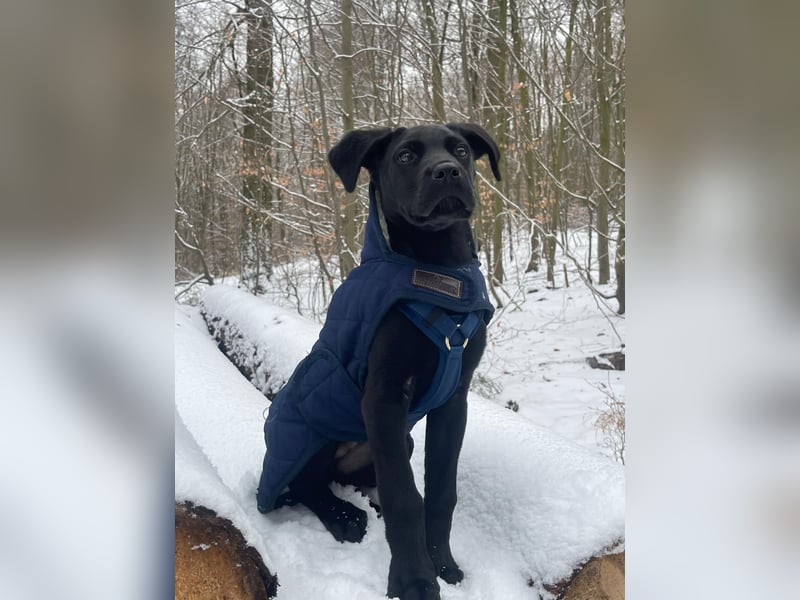Labrador Mali Mix