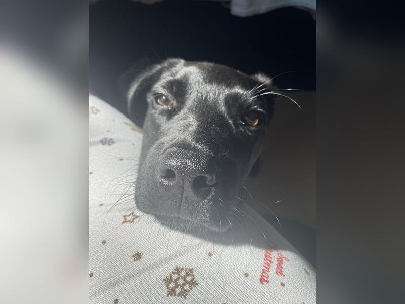 Labrador Mali Mix