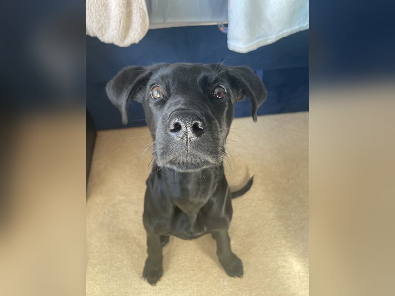 Labrador Mali Mix