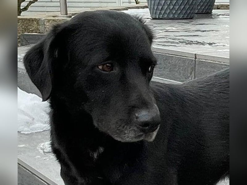 Nerone piccolo - Schmusebacke