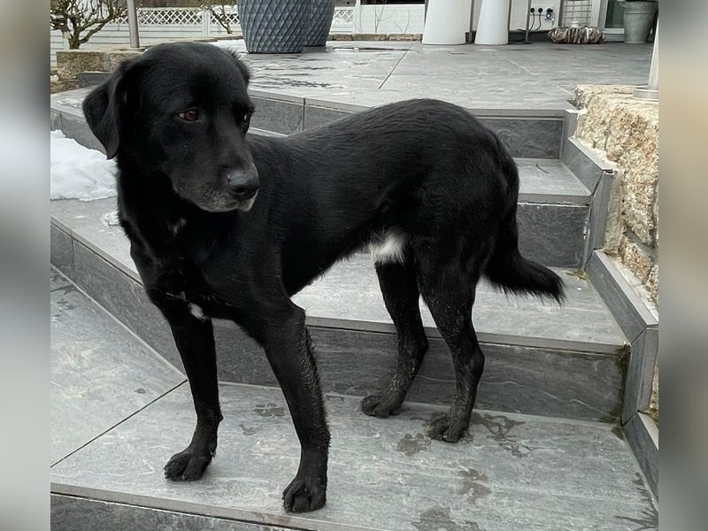 Nerone piccolo - Schmusebacke