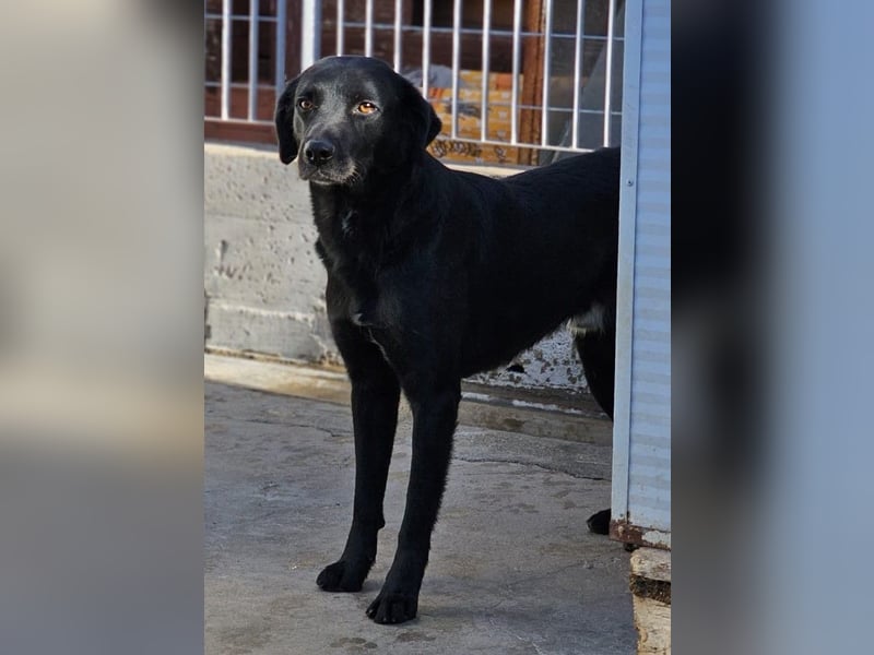 Nerone piccolo - Schmusebacke