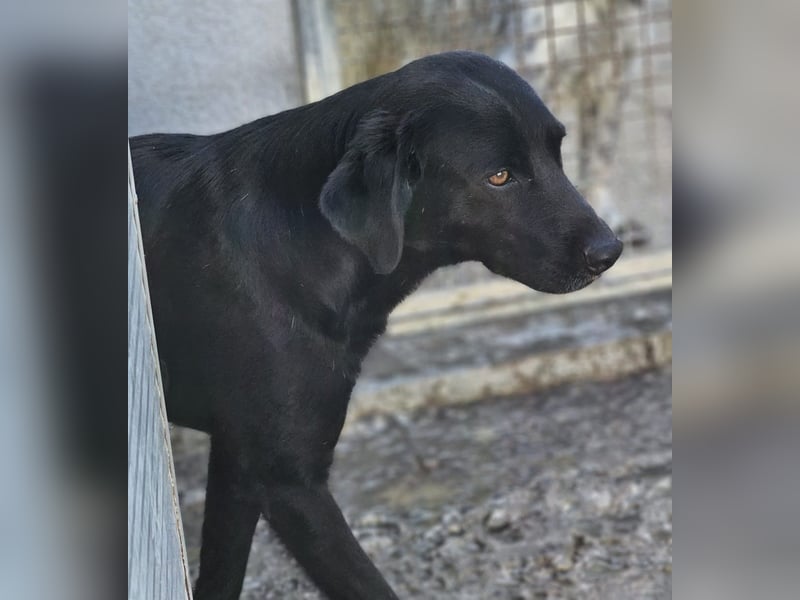 Nerone piccolo - Schmusebacke