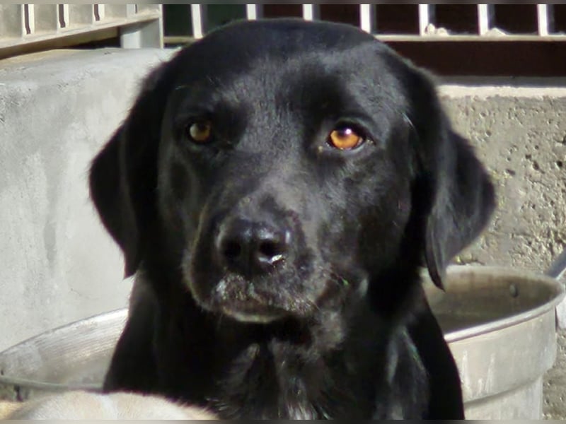 Nerone piccolo - Schmusebacke