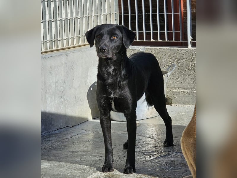 Nerone piccolo - Schmusebacke