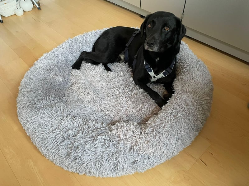 Nerone piccolo - Schmusebacke