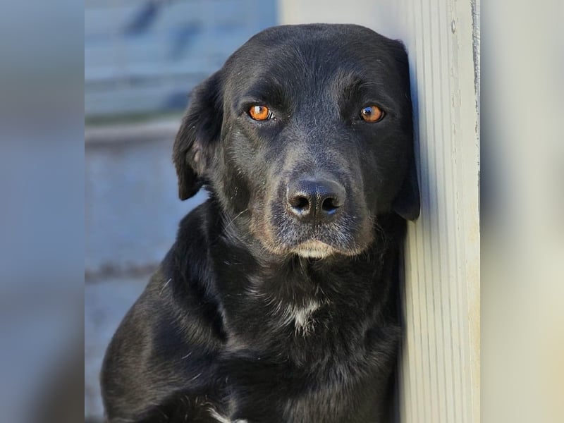 Nerone piccolo - Schmusebacke