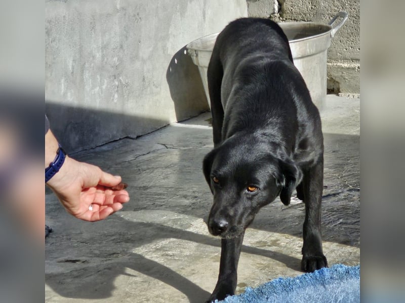 Nerone piccolo - Schmusebacke
