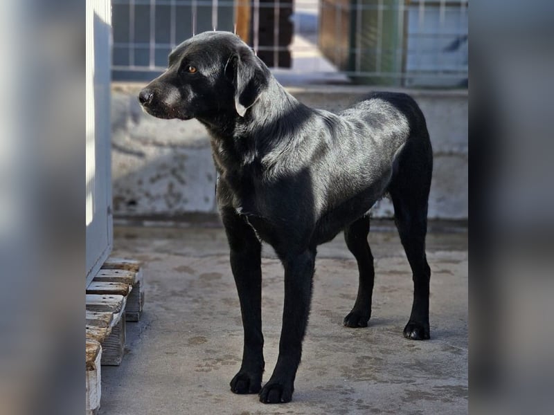 Nerone piccolo - Schmusebacke