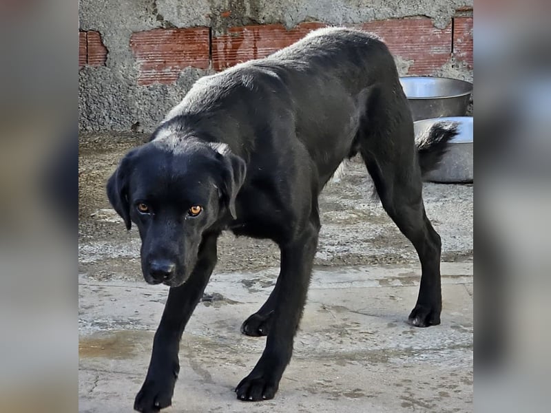 Nerone piccolo - Schmusebacke