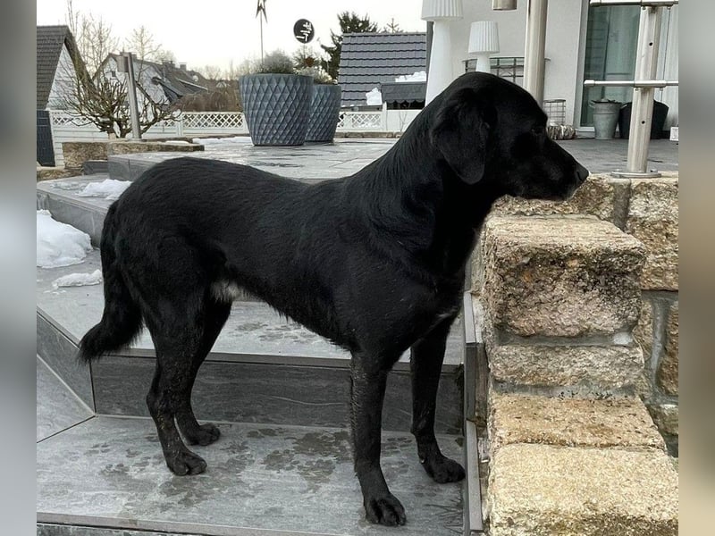 Nerone piccolo - Schmusebacke