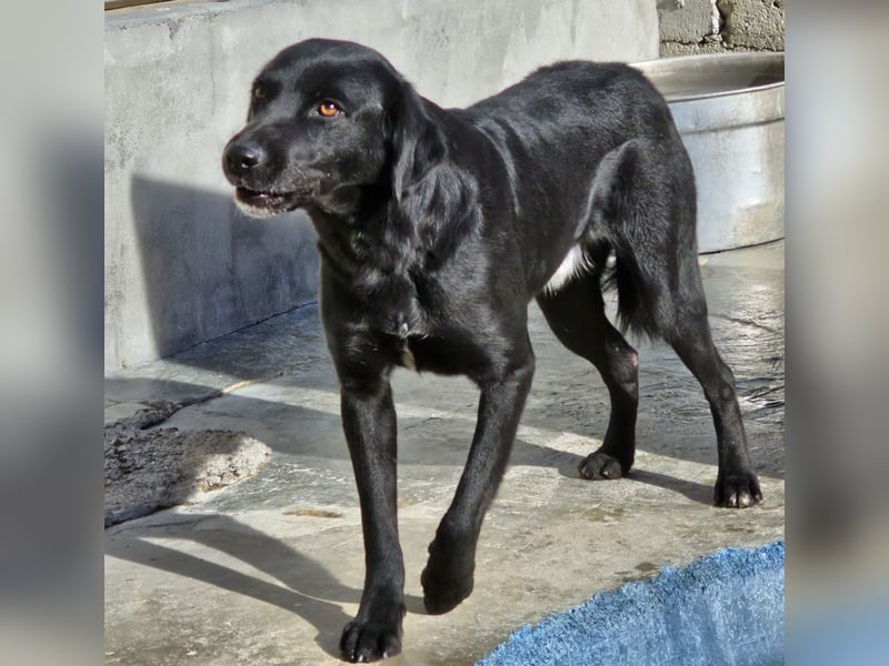 Nerone piccolo - Schmusebacke