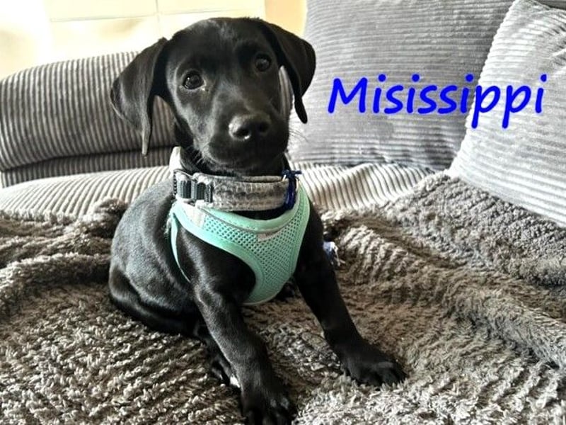 Misissippi geb. 03/2025 (in Deutschland) - kleiner Labrador-Mix Welpe!