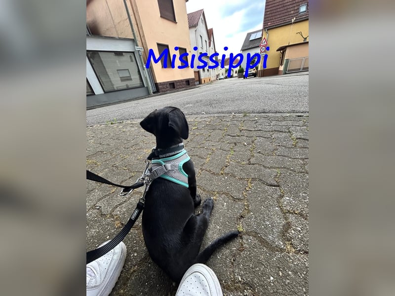 Misissippi geb. 03/2025 (in Deutschland) - kleiner Labrador-Mix Welpe!